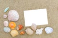 Top view of different sea shells on sand with copy space for text. Royalty Free Stock Photo
