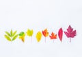 Top view Different types of tree fall leaves in a row gradient from green to dark red on white background isolated. Selective focu