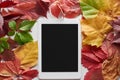 Top view of digital tablet with blank screen framed with colorful autumn leaves of alder, maple and wild grapes on white