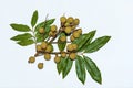 Top view of Dimocarpus longan.A bunch of Longan fruits with green leaves on white isolated background