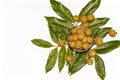 Top view of Dimocarpus longan.A bunch of Longan fruits with green leaves on white isolated background