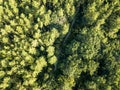 Top view of a dirt road through a green forest on a sunny afternoon. Aerial view from the drone Royalty Free Stock Photo