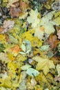 Top view of dirty brown dried leaves. Autumn leaf flat lay. Fall seasonal background. Autumn foliage carpet on ground Royalty Free Stock Photo