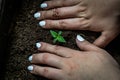 Top view of dirty female hands planting seedling on the soil Royalty Free Stock Photo