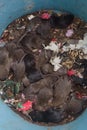 Top view of dirty rat nest. Litter of baby rats inside a filthy garbage can. Domestic rodent infestation. Pest control background.