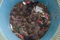 Top view of dirty rat nest. Litter of baby rats inside a filthy garbage can. Domestic rodent infestation. Pest control background.