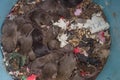Top view of dirty rat nest. Litter of baby rats inside a filthy garbage can. Domestic rodent infestation. Pest control background.