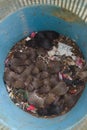 Top view of dirty rat nest. Litter of baby rats inside a filthy garbage can. Domestic rodent infestation. Pest control background.