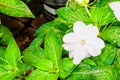 Single, white flower on small plant, after rain storm