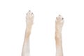 top view of dog legs sprawled out on an isolated white background Royalty Free Stock Photo
