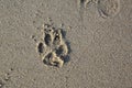 Top view of dog paw print on wet sand beach Royalty Free Stock Photo