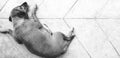 Top view of dog sleeping or lying on the rough cement floor or gray ground with line and copy space in black and white tone Royalty Free Stock Photo