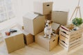 Top view of domestic animal dog poses on cardboard boxes with personal stuff, poses in flat where repairing is, drill and wooden