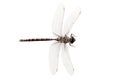 Top view dragon fly Royalty Free Stock Photo