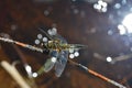 Top view of a dragon fly on a twig Royalty Free Stock Photo