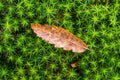 Top view of a dried leaf on Japanese green moss in a forest Royalty Free Stock Photo