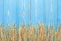 Dried paddy rice crop on blue wooden board. With free space for Royalty Free Stock Photo