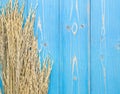 Dried paddy rice crop on blue wooden board. With free space for Royalty Free Stock Photo