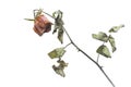 Top view of dried red rose and leaf. Royalty Free Stock Photo
