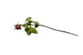 Top view of dried red rose and leaf. Royalty Free Stock Photo