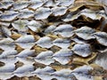 Top view of dried salted fish for cooking, for sale in the fish market