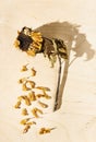 Top view of dried sunflower on a wooden surface Royalty Free Stock Photo