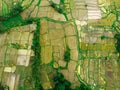 Top view from drone of the beautiful paddy fields with velvet green young sprouts in Balinese village. Aerial top view photo from