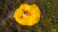 Top view by a drone of a beautiful and sensual young caucasian woman wearing a yellow evening dress outside in a natural Royalty Free Stock Photo