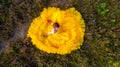 Top view by a drone of a beautiful and sensual young caucasian woman wearing a yellow evening dress outside in a natural Royalty Free Stock Photo