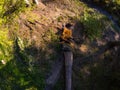 Top view, drone shot, freshly cutted wood stump in Romania