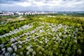 Top view from the drone to the apple orchard, park Royalty Free Stock Photo