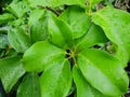 Top view of drops with branch and leaves dwarf umbrella or Octopus tree as a background. Royalty Free Stock Photo