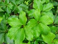 Top view of drops with branch and leaves dwarf umbrella or Octopus tree as a background. Royalty Free Stock Photo