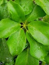 Top view of drops with branch and leaves dwarf umbrella or Octopus tree as a background. Royalty Free Stock Photo