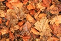 Top view of dry brown leaves in a pile in autumn