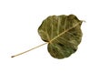 Top view of dry brown pho leaf  or bothi leaf, bo leaf isolated on white background Royalty Free Stock Photo