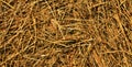 Top view of dry hay texture background Royalty Free Stock Photo