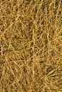 Top view of dry hay texture background Royalty Free Stock Photo