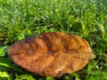 Top view of dry leaf of Artocarpus integer also known as cempedak on grass. Royalty Free Stock Photo