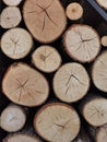 Top view of dry tree logs Royalty Free Stock Photo