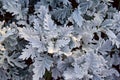 Top view of dusty miller, Centaurea cineraria or Jacobaea maritima. Silver foliage background. Closeup Royalty Free Stock Photo