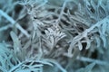 Top view of dusty miller plant Royalty Free Stock Photo