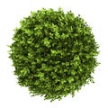 Top view of dwarf english boxwood isolated