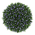 Top view of dwarf periwinkle flowers isolated