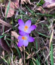 Top view of early violet crocuses flowers in early spring Royalty Free Stock Photo