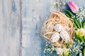 Top view of easter eggs in a nest. Spring flowers and feathers over blue rustic wood background. Royalty Free Stock Photo