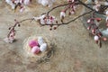 Top view of an Easter nest with white and pink freckled and spring tree branches on wooden background Royalty Free Stock Photo