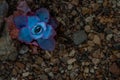 Top view of a Echeveria cante rosette on scree background. Succulent plant