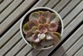 Top view of Echeveria Perle von Nurnberg (Flat rosettes) Succulent plant with purple and pink leaves in ceramic pot Royalty Free Stock Photo
