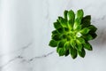 Top view of ecologic aloe cactus plant. Flay lay. White marble background